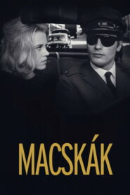 Macskák